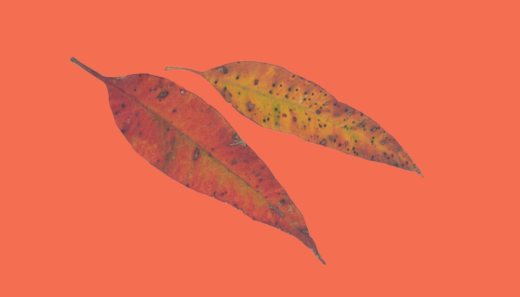 Two autumn leaves